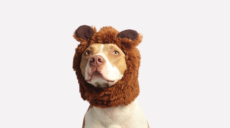 Mind Training Games For Dogs