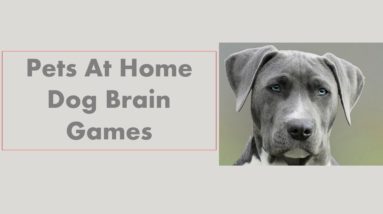 what is brain training for dogs