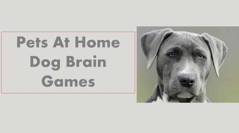 what is brain training for dogs