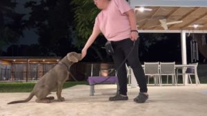 Scout silver labrador puppy training Miami Florida - Dog training in Miami and￼ ￼ Fort Lauderdale￼