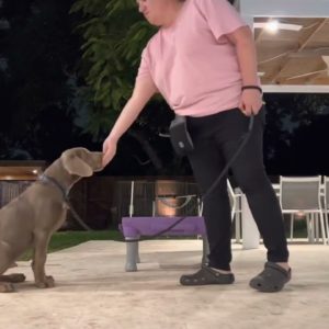 Scout silver labrador puppy training Miami Florida - Dog training in Miami and￼ ￼ Fort Lauderdale￼