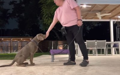 Free Doggie Tools 6 Choosing The Right Dog Breed For Agility And Obedience Trials