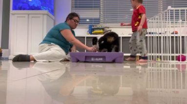 Baru - Miami Puppy Training