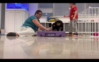 Free Doggie Tools 4 Baru – Miami Puppy Training