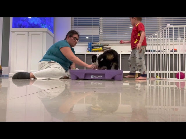 Baru – Miami Puppy Training