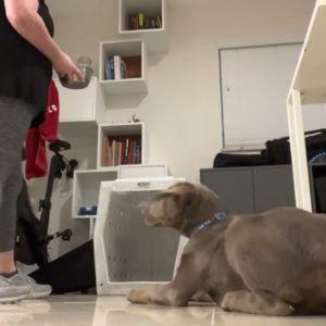 Silver Labrador crate training. Miami Florida, Fort Lauderdale, South Florida dog training. ￼