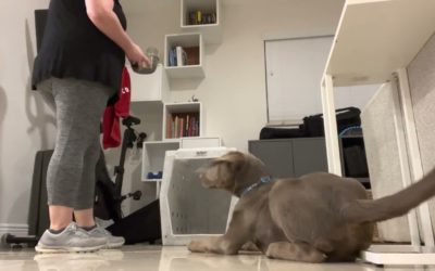 Benefits Of Dogs In Sports And Competition