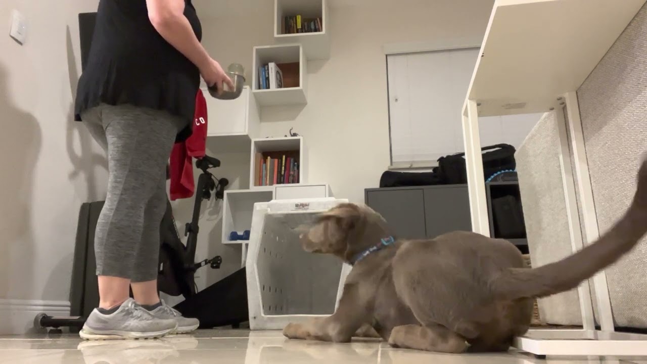 Benefits Of Dogs In Sports And Competition