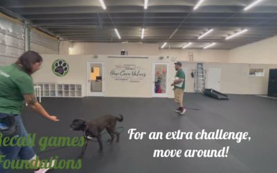 Free Doggie Tools 2 Training with Guinness in doggie Day School