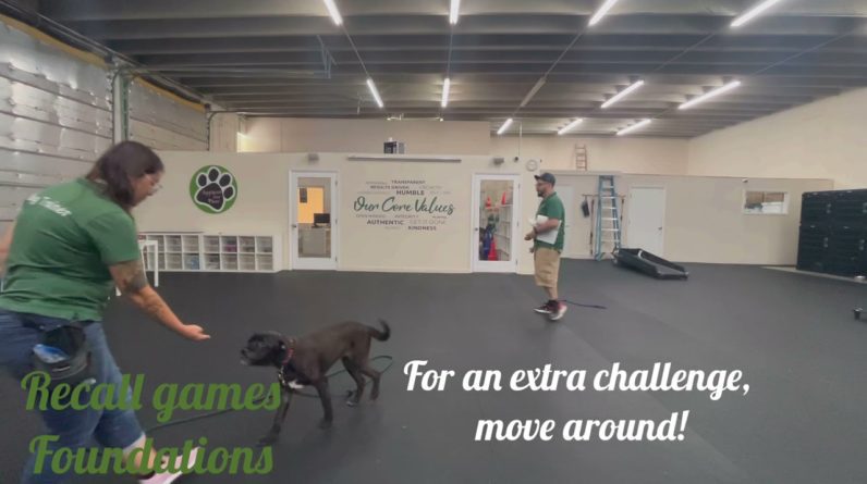 Training with Guinness in doggie Day School