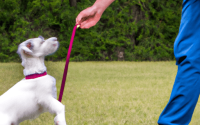 Free Doggie Tools 4 How To Prepare For Agility And Obedience Trials With Your Dog