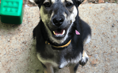 What Is The First Thing You Should Train Your Dog To Do