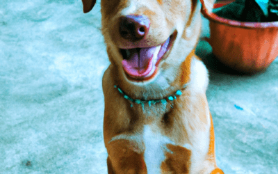 How Many Hours A Day Should You Spend Training Your Dog