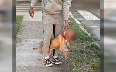 Free Doggie Tools 3 ‘You need to take responsibility’: Dog owner warning others after recent attack