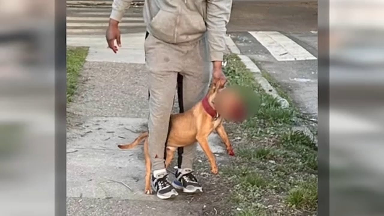 ‘You need to take responsibility’: Dog owner warning others after recent attack