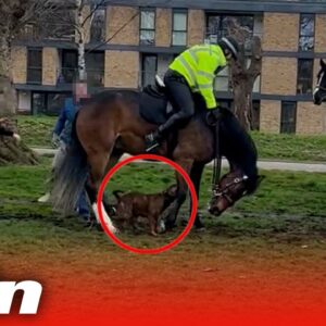 Shocking moment American Bulldog bites police horse multiple times in Victoria Park