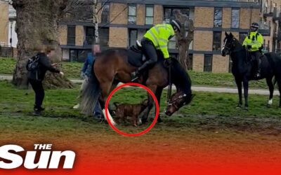 Free Doggie Tools 3 Shocking moment American Bulldog bites police horse multiple times in Victoria Park