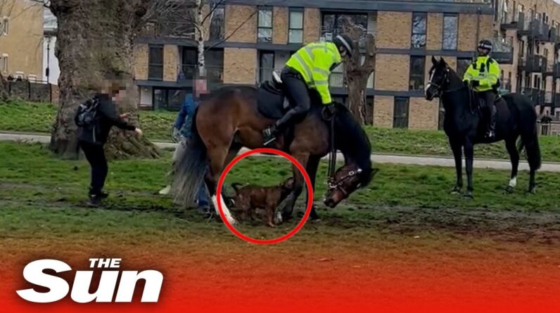 Shocking moment American Bulldog bites police horse multiple times in Victoria Park