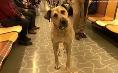 Stray dog using Istanbul public transit gains social media fame