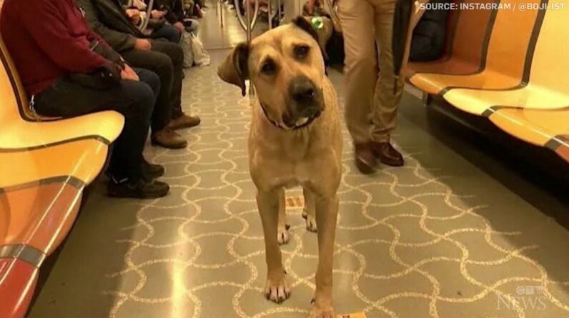 Stray dog using Istanbul public transit gains social media fame