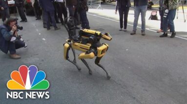 Crime-fighting robot dog joins NYPD