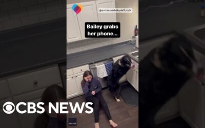 Free Doggie Tools 3 Dog jumps on counter and grabs phone to save owner experiencing medical episode