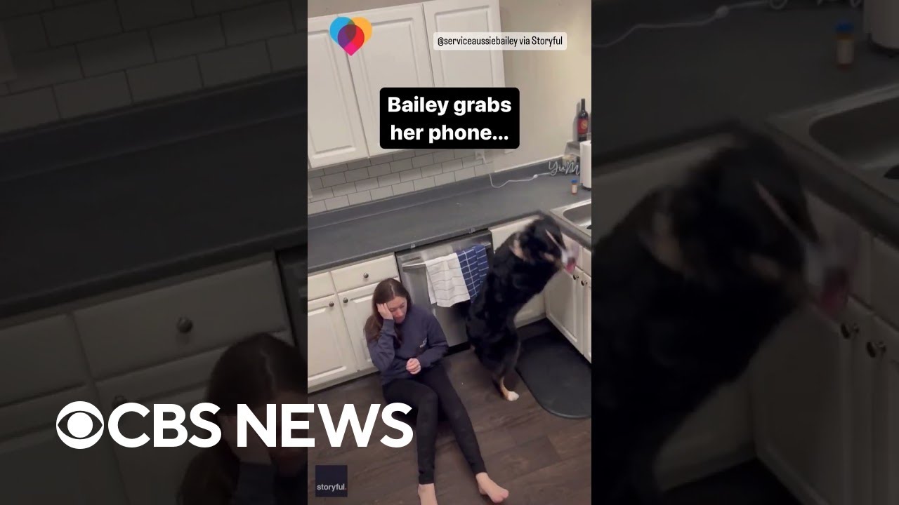 Dog jumps on counter and grabs phone to save owner experiencing medical episode