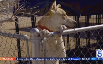 Pawsitive Change Program Connects California Inmates with Unadoptable Dogs – Changing Lives for the Better