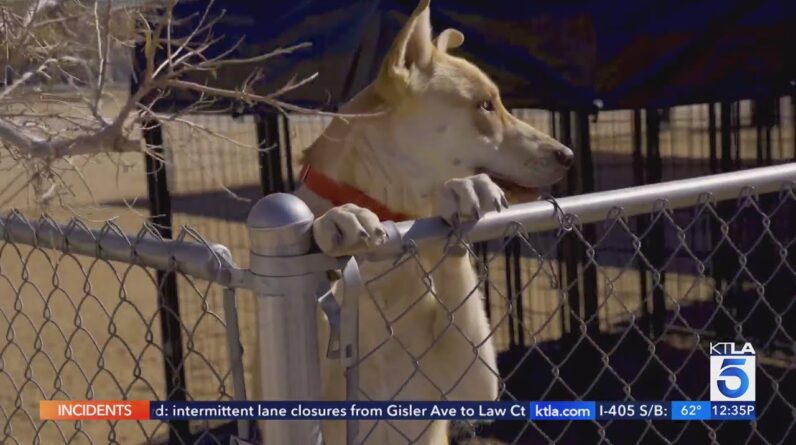 'Pawsitive Change' matching unadoptable dogs with California inmates