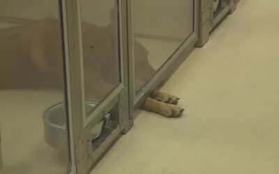 Dog population surge leads to crisis in APA shelters pleading for aid” – A Call for Help in the Midst of Record Increase of 159%