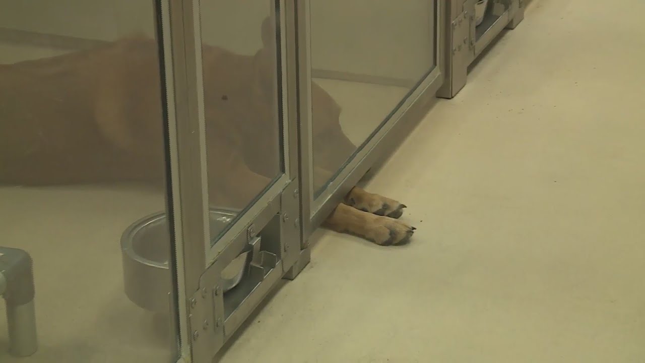 Dog population surge leads to crisis in APA shelters pleading for aid” – A Call for Help in the Midst of Record Increase of 159%