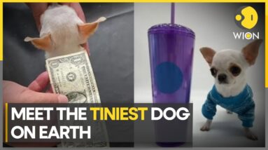Meet the tiniest dog on Earth, smaller than a popsicle stick | Latest English News | WION