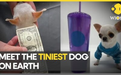Free Doggie Tools 1 Meet the tiniest dog on Earth, smaller than a popsicle stick