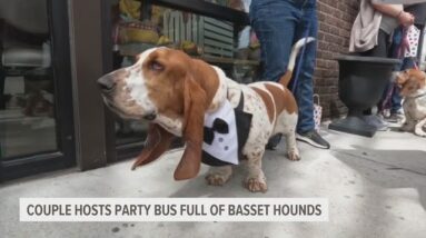 Couple hosts birthday party for dog with 18 other basset hounds on a bus