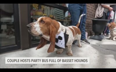 Free Doggie Tools 2 A Heartwarming Event: A Couple’s Birthday Celebration for their Beloved Basset Hound with a Fun-Filled Bus Ride Alongside 18 Other Furry Canine Friends