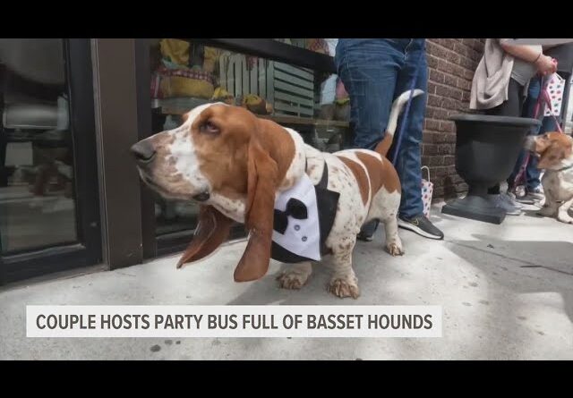 Couple hosts birthday party for dog with 18 other basset hounds on a bus