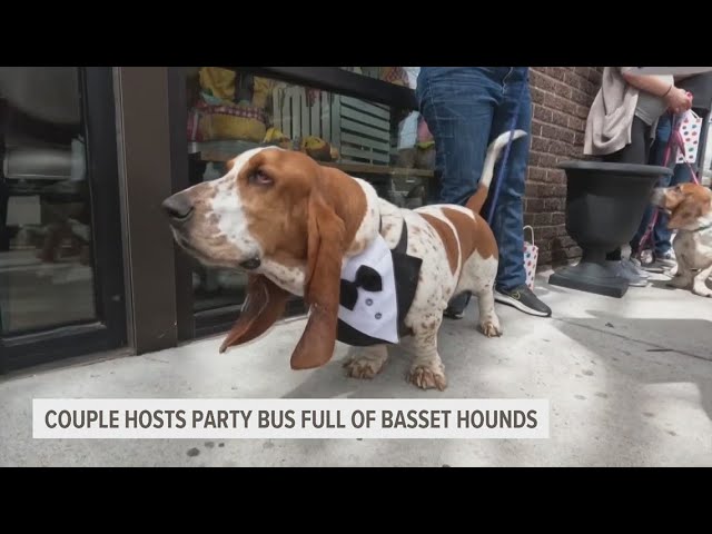 A Heartwarming Event: A Couple’s Birthday Celebration for their Beloved Basset Hound with a Fun-Filled Bus Ride Alongside 18 Other Furry Canine Friends