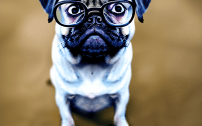 The Impact Of Covid-19 On Dog Ownership And Adoption Rates